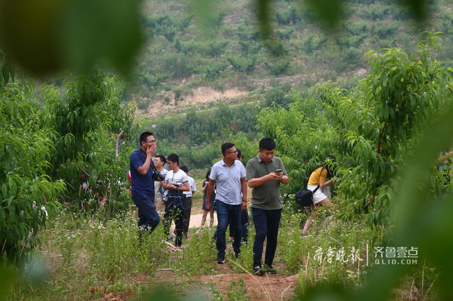 他们承包临沂荒山做桃园，种出的桃王一个能卖88元！